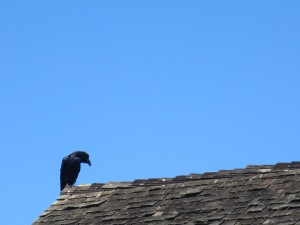 close roof raven